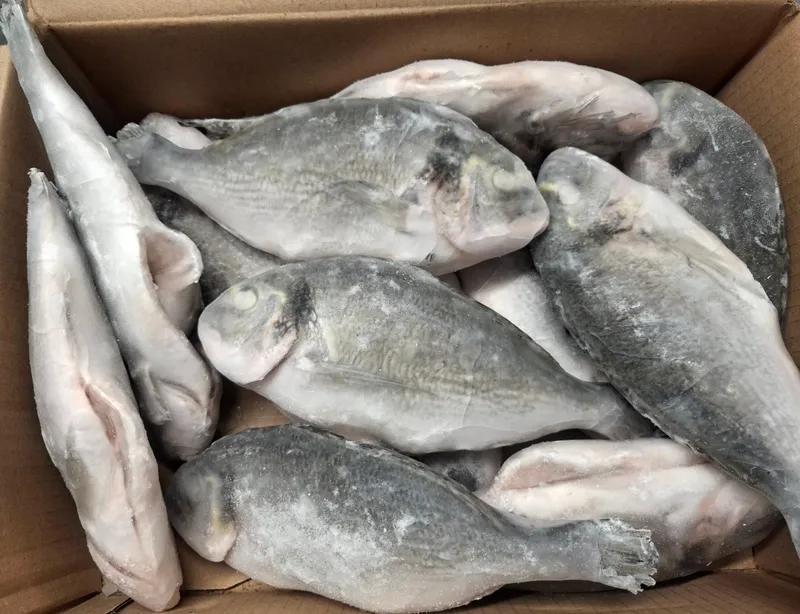 Kuld-merikogri roogitud 300/400 g